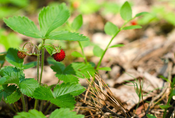 Collecting wild strawberries. Bush with red berries.