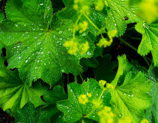 Green leaves after the rain