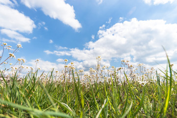 Obraz premium meadow