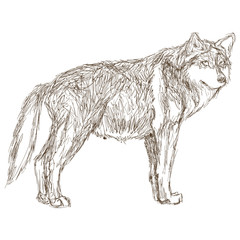 wolf sideview sketch icon