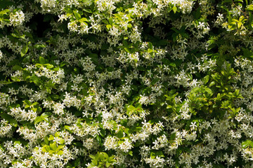 muro di rincospermo3-Exposure