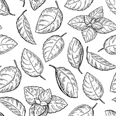 Mint vector drawing seamless pattern. Isolated mint plant and le