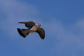 Common Wood Pigeon, Wood Pigeon, Columba palumbus