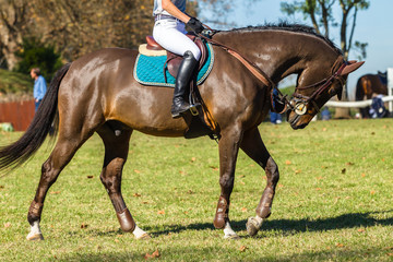 Rider Unidentified Horse brown equestrian show jumping warmup field.