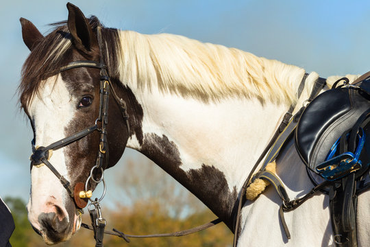 Horse Saddle Portrait
