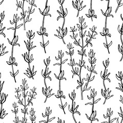 Thyme vector drawing seamless pattern. Isolated thyme plan
