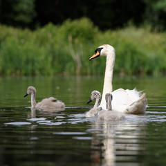 Mute Swan, cygnus olor - nestlings