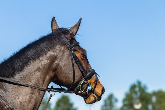 Horse head bridle closeup portrait 