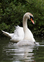 Fototapeta premium Mute Swan, cygnus olor - nestlings