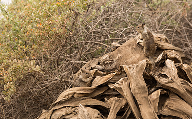 Ardillas en el campo.