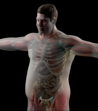 Overweight human anatomy. Diabetes. Heart disease. 3D illustration.