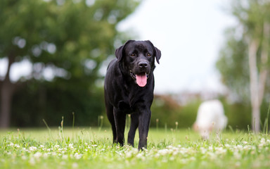 Black labrador retriever dog in the garden