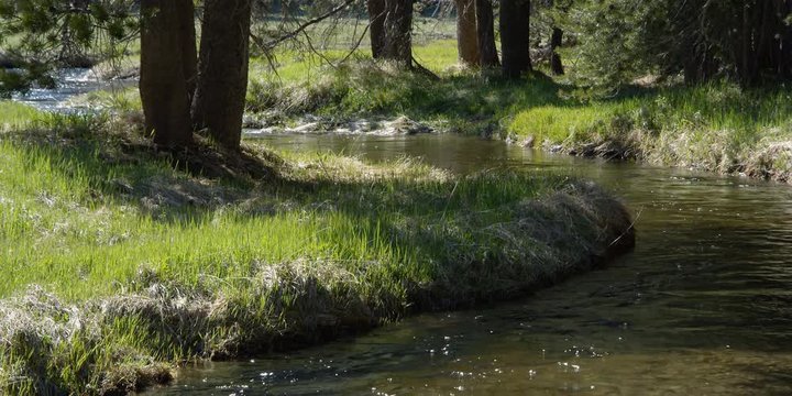 Mountain stream flowing around grassy bend edged with conifers
