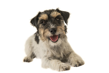 Jack Russell liegt vor wei&szlig;em Hintergrund