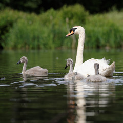 Mute Swan, cygnus olor - nestlings