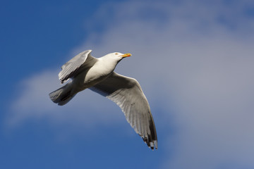 Herring Gull