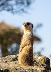 Fototapeta premium Meerkat standing on a rock