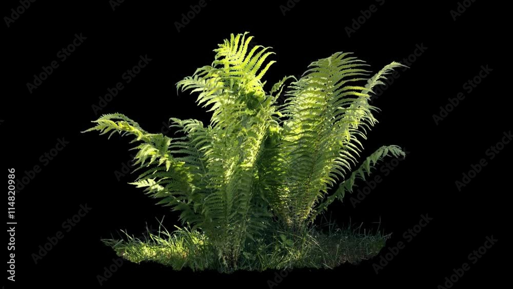 Wall mural Beautiful fern bush, real shot green plant blowing on the wind, isolated on alpha channel with black and white luminance matte, perfect for film, digital composition, projection mapping - Wall murals