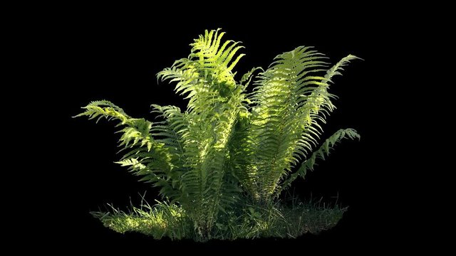 Beautiful fern bush, real shot green plant blowing on the wind, isolated on alpha channel with black and white luminance matte, perfect for film, digital composition, projection mapping