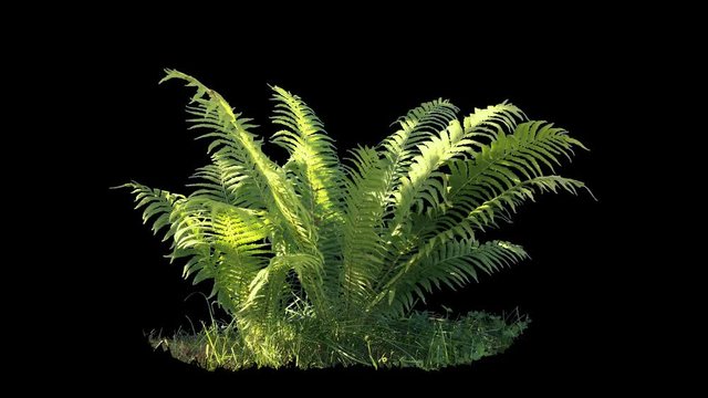 Beautiful fern bush, real shot green plant blowing on the wind, isolated on alpha channel with black and white luminance matte, perfect for film, digital composition, projection mapping
