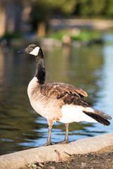 Canada goose