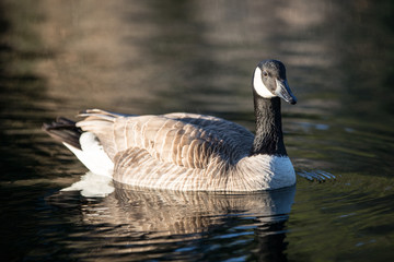 Canada goose
