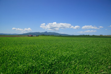 Fototapeta premium 北海道夏の牧草地