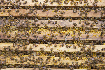 Closed up Bee keeper