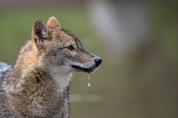 Portrait of a jackal with water dripping