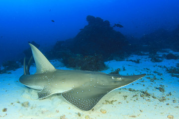 Fototapeta na wymiar White-spotted Guitarfish (other names Shark Ray, Shovelnose Ray)