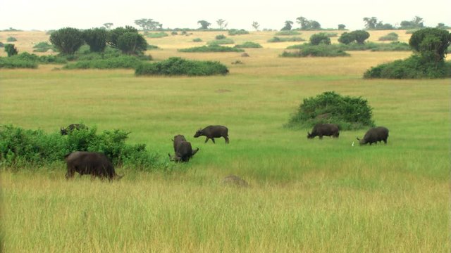 Cape buffalo herd grazing on African savanna