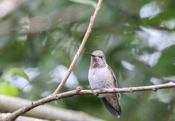 Anna's Hummingbird
