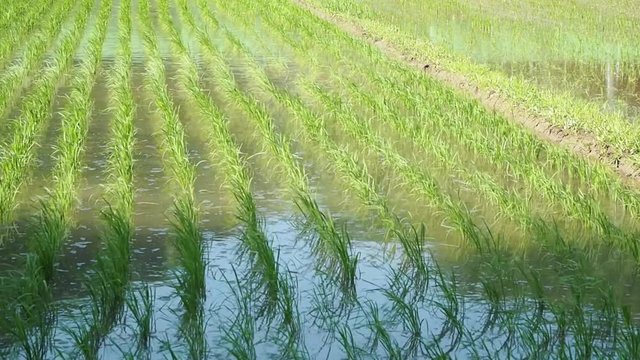 日本の田畑_03