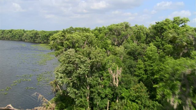 Flight above treetops along a widening Florida river