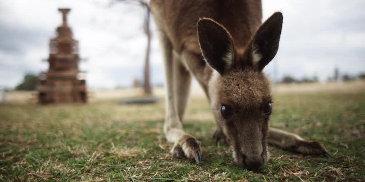 Close-up eye-to-eye view of kangaroo nibbling grass