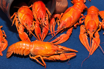 Boiled crawfish with beer