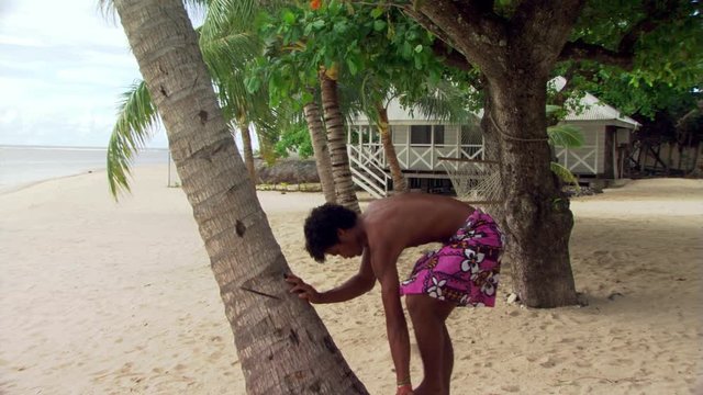 Young Samoan man climbing a coconut palm and harvesting a coconut