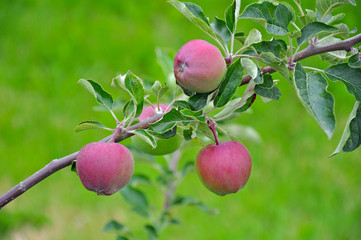 Little red apples on branch