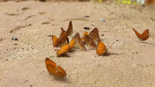 Group of butterfly suck eat mineral and nutrients on sand with Insect , Pang Sida National Park, Thailand