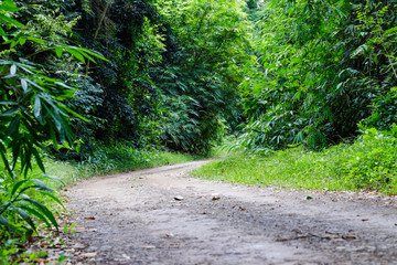Rural road in forest with bamboo