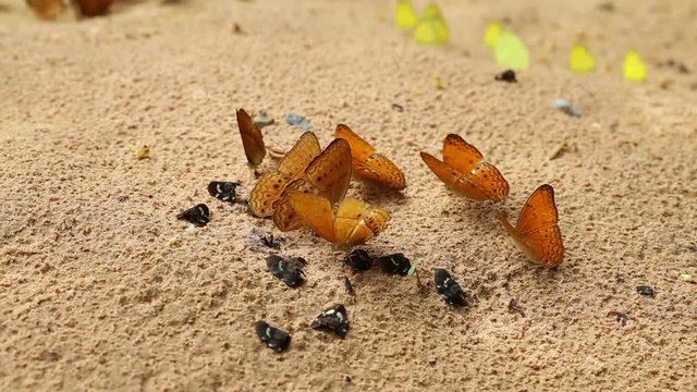 Group of butterfly suck eat mineral and nutrients on sand with Insect , Pang Sida National Park, Thailand
