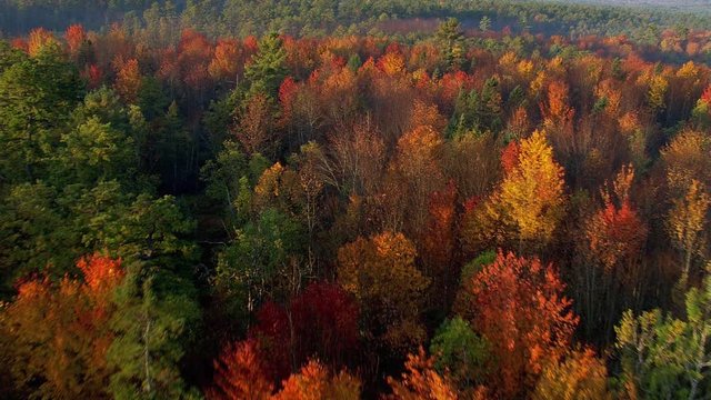 Flying over a mixed forest in fall colors