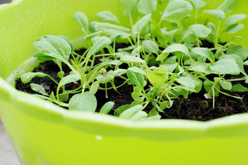 Close up of  green Vegetable in plastic plot