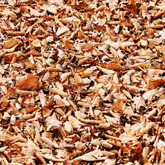 Colorful background of autumn oak leaves.