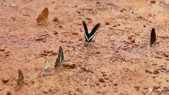 Group of butterfly suck eat mineral and nutrients on sand with Insect , Pang Sida National Park, Thailand