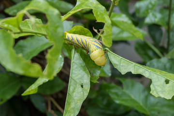 The big caterpillar eating jasmine leaf