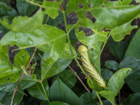 The big caterpillar eating jasmine leaf