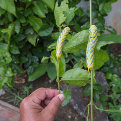 The big caterpillar eating jasmine leaf