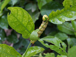 The big caterpillar eating jasmine leaf