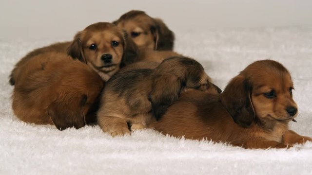 A litter of snuggling puppies trying to get really comfortable